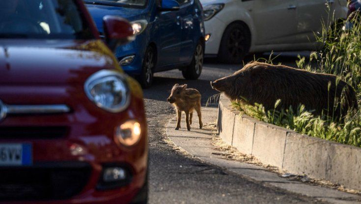 L'uomo è la bestia? Storia della convivenza quasi mai pacifica con la fauna selvatica