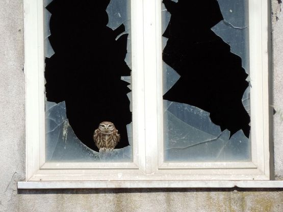 Civetta alla finestra, come in un horror a Cancello Arnone