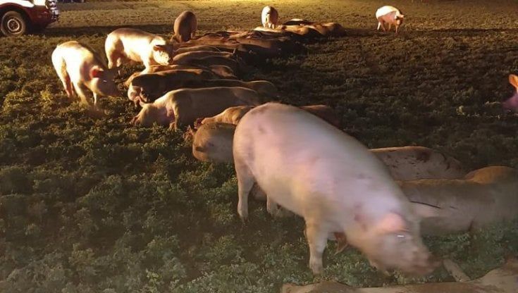 Tir si ribalta a   Cavallermaggiore, 30 maiali morti