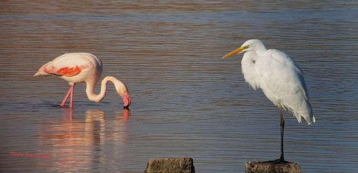 Siracusa, il fenicottero rosa torna a casa