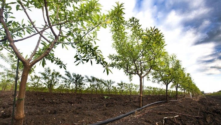 Non solo latte: più frutta, olio e nuove rinnovabili