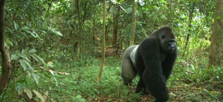 Il cacao sostenibile per salvare i gorilla
