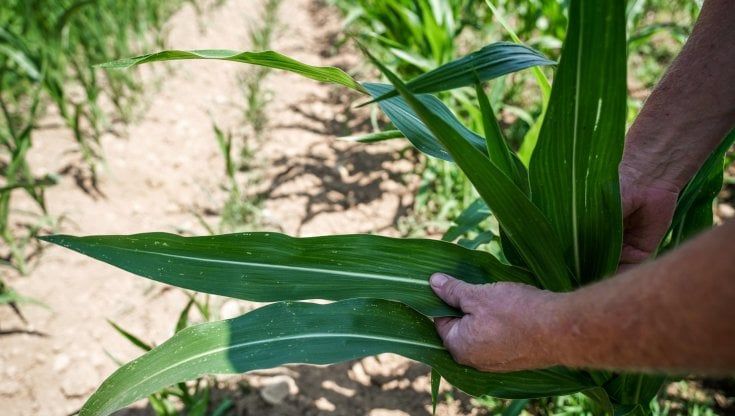 Colpo di calore rischia di ucciderlo, trapianto di fegato lo salva