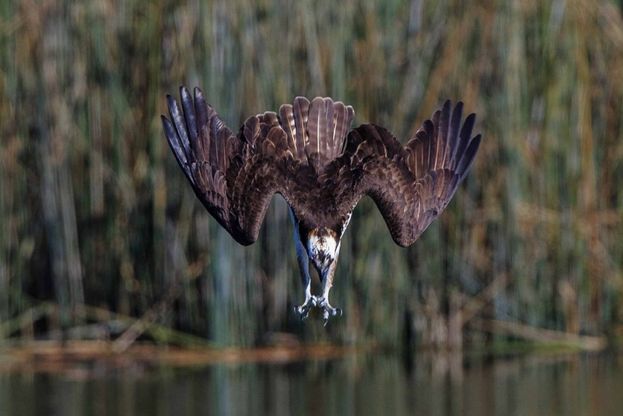 Il "pescatore volante": la picchiata del falco in acqua