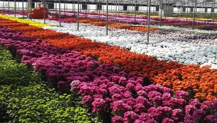 Export siciliano frenato, dalla guerra nel Golfo. Fiori fermi nei container