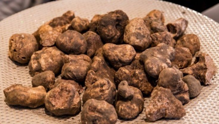 San Miniato sfida Alba: arriva la Mostra del tartufo