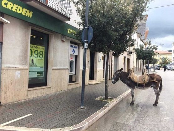 Gargano, parcheggia l'asino e va in banca: la foto diventa virale 