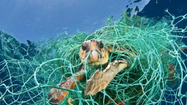A Salerno recuperata da una rete di pescatori una tartaruga di 60 chili