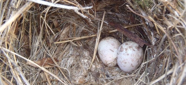 Il nemico dei fringuelli nell'Arca di Darwin