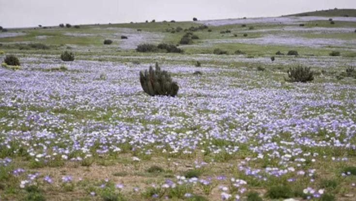 Cile, sbocciano sempre prima i fiori nel deserto di Atacama