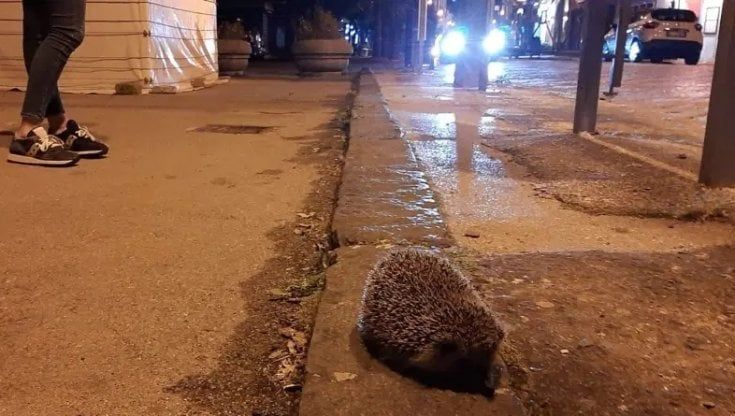 Un riccio nei pressi degli scavi di Pompei: affidato al Cras di Napoli