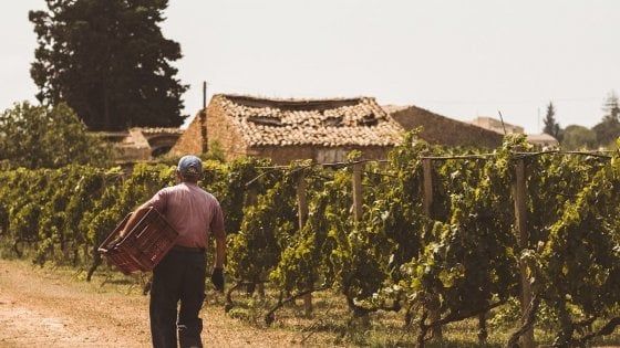 Nella terra del Cerasuolo il vino unisce Trentino e Sicilia
