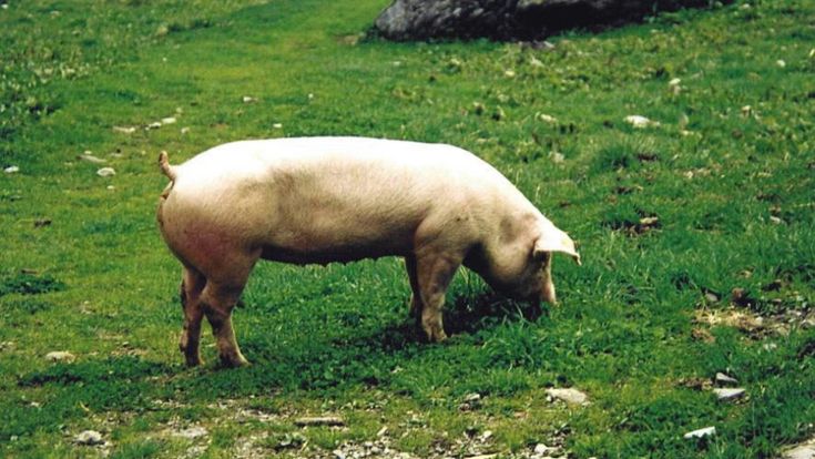 Sua maestà il maiale, bontà dall’Aspromonte ai Nebrodi