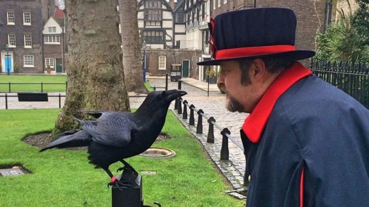 Corvi in fuga dalla Torre, per Londra è un presagio oscuro