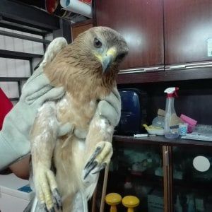 Licata, aquila rara ferita con un colpo di fucile