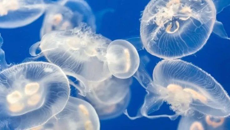 Castellabate, bagnino pestato a sangue per aver salvato una medusa