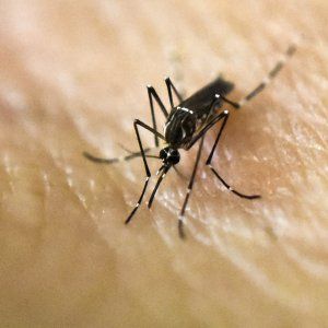 "Zika, non solo microcefalia. Gestanti rischiano di avere figli con altri danni cerebrali"