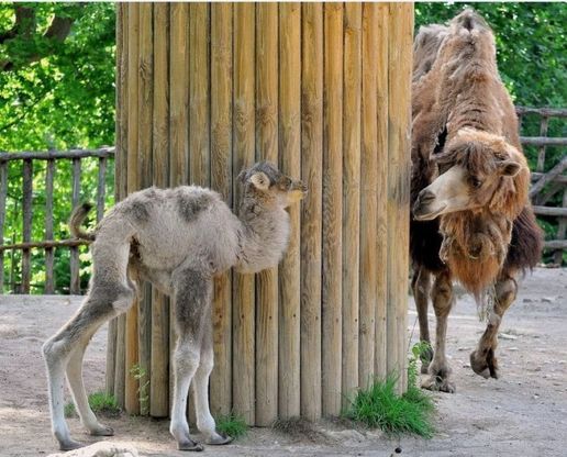 Bioparco, fiocco rosa speciale: è nata Prisca, cucciola di cammello 