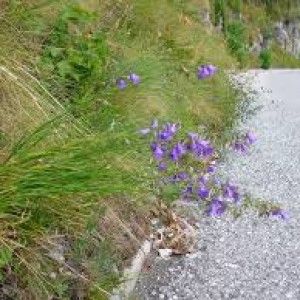 Scoperta in Italia una nuova specie di fiore: Campanula Martini