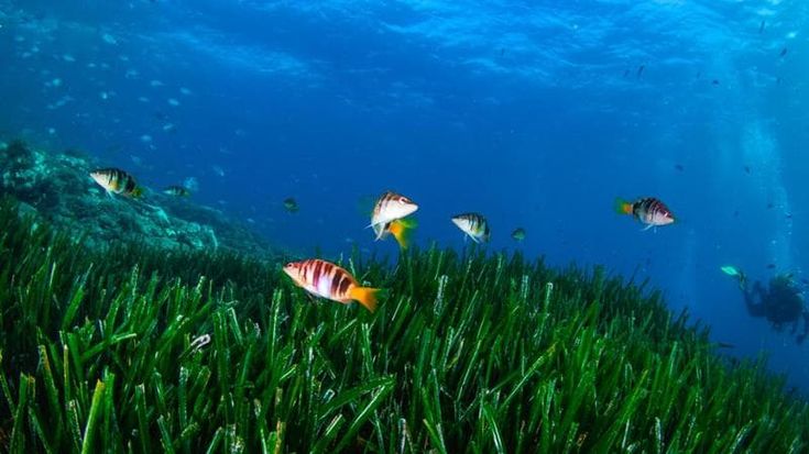 Invasione di yacht e ancore sulla posidonia: in Francia multe da 90 mila euro. In Italia? Appena 51