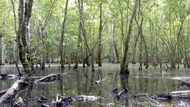 Pagati dallo Stato ma con un contratto privatistico, gli operai forestali: “È ora di cambiare”