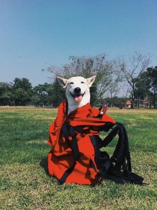 Gluta, il cane sempre felice che 'sorride' alla vita