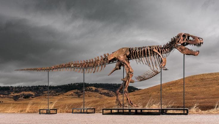 Il T-Rex Gus venduto da Sotheby’s per 50,1 milioni di dollari: è il fossile più costoso di sempre