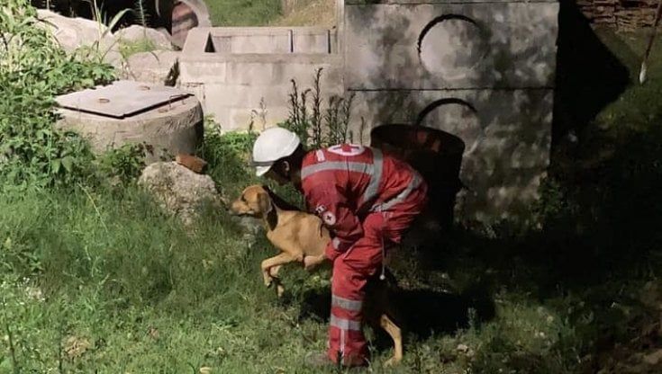 Giornata internazionale del cane, l'omaggio della Croce Rossa di Desio ai volontari a 4 zampe