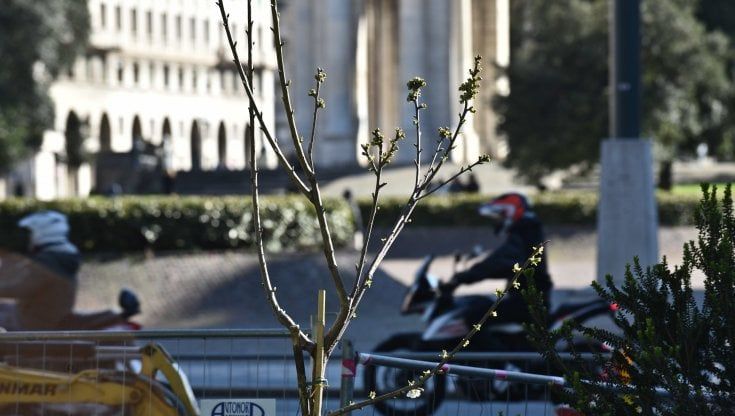 "Piantiamo gli alberi di nascosto, ma per il Comune di Genova sono abusivi e li vuole sradicare"