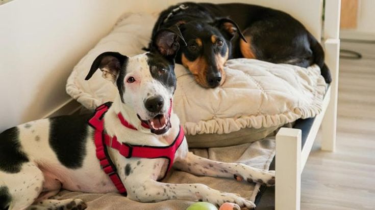"Portate cani e gatti a donare sangue, siamo in emergenza": l'appello dell'ospedale veterinario di Pisa