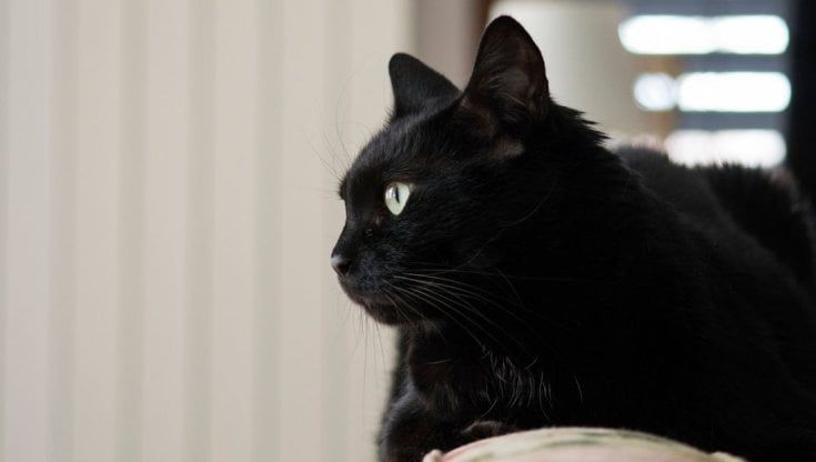 Gattino investito salvato dall'autista di un bus a Torino