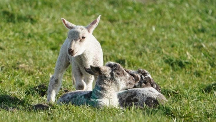Cinque motivi per dire di no all'agnello sulla tavola di Pasqua