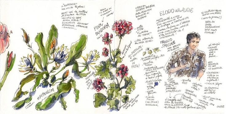 Fiori e piante in un reportage illustrato, così Simo Capecchi racconta Ipomea