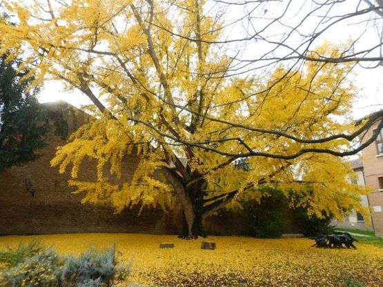 Ferrara, camminare sull'oro: la grazia del monumentale ginkgo biloba della biblioteca Ariostea 