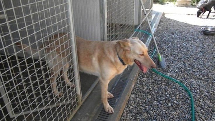 Canile di Parma, Roberti: "Dal Comune annunci con due anni di ritardo. Chiamale se vuoi elezioni"