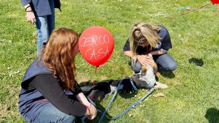 Fido & Co vi aspettano al canile municipale. Obiettivo: dar loro una famiglia. Manfredi: “Adottate”