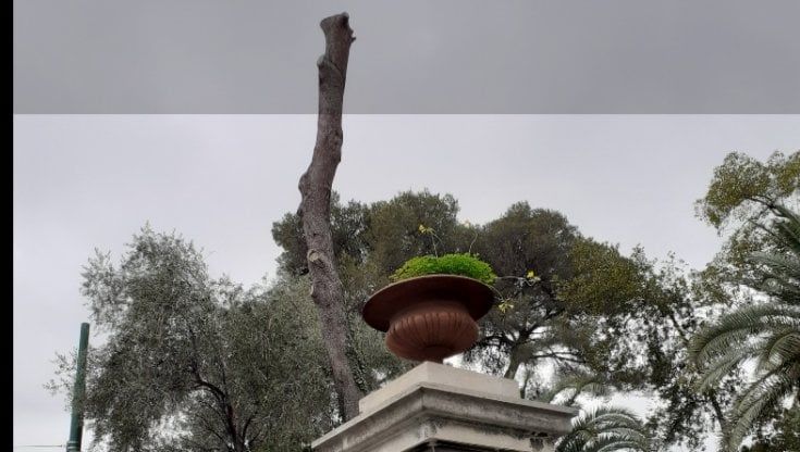 Sanremo, approda in tribunale la battaglia per gli alberi abbattuti