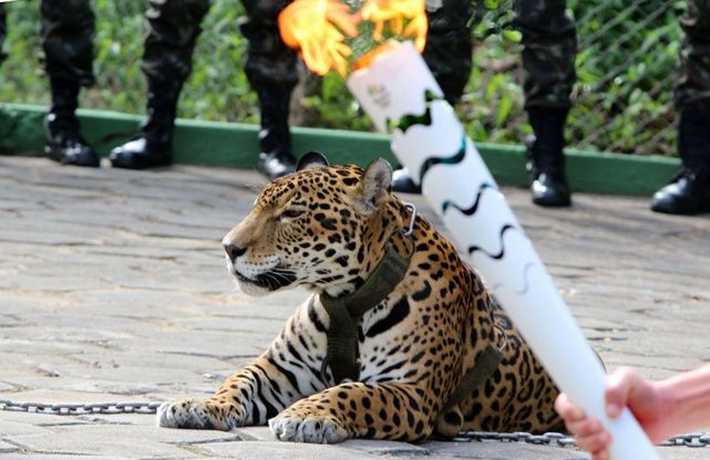 Rio 2016, giaguaro fugge dopo passaggio torcia olimpica: ucciso  