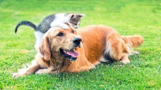 Animali domestici, gli italiani i più pet friendly d’Europa