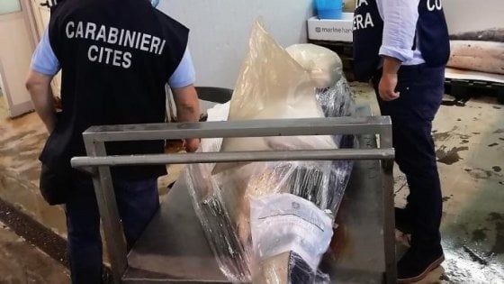 Squalo Mako rivenduto in pescheria a Catania, scatta il sequestro