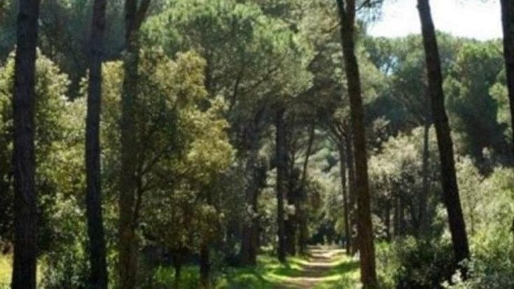 Castel Fusano, via al nuovo piano di piantumazione: 22mila alberi tornano nella pineta