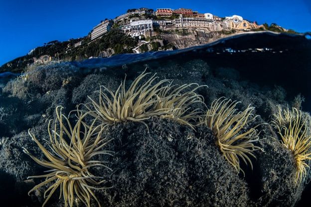 Sorrento, il lockdown fa bene alla natura: le attinie esaltano il porto
