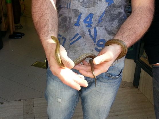 Serpente a spasso per Alcamo<br />scoppia il panico tra i passanti