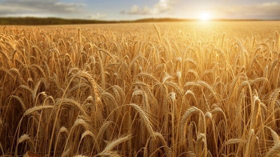 Grano italiano, accordo Barilla - Crédit Agricole per sostenere la filiera
