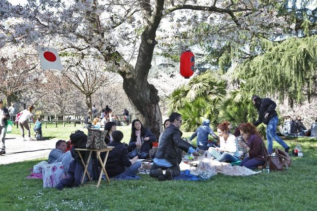 Roma, i ciliegi in fiore al laghetto dell'Eur