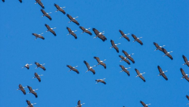 Gru in migrazione, nel Casertano i cieli sono uno spettacolo