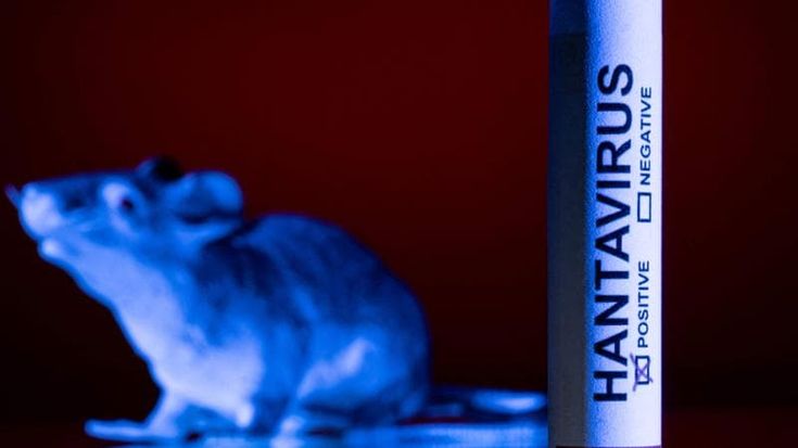Hantavirus: “Vaccino pronto in cento giorni”. Ma la corsa è all’inizio