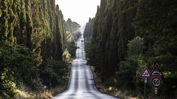 Tra gli abitanti di Bolgheri. “Basta liti, salvate i nostri cipressi”
