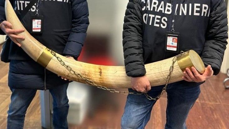 Gli lasciano in eredità due zanne di elefante africano e si autodenuncia: il sequestro a Somma Lombardo