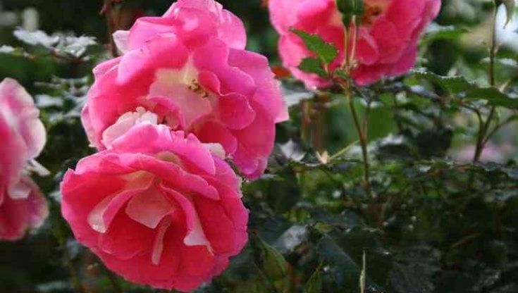 Via al festival delle rose al vivaio Lo Porto